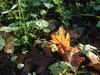 Dscf0290.jpg