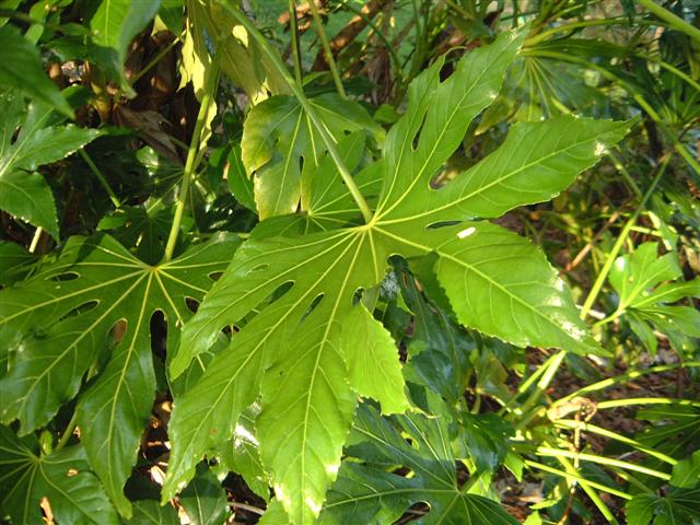 DSCF1539.JPG