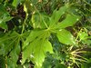 DSCF1539.JPG