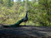 Dscf1006.jpg