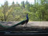 Dscf1016.jpg
